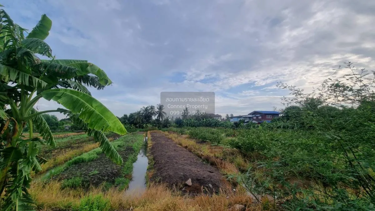 ขายที่ดินเปล่า2ไร่ บางแวก พุทธมณฑลสาย2 บางไผ่ เขต บางแค กรุงเทพ ว