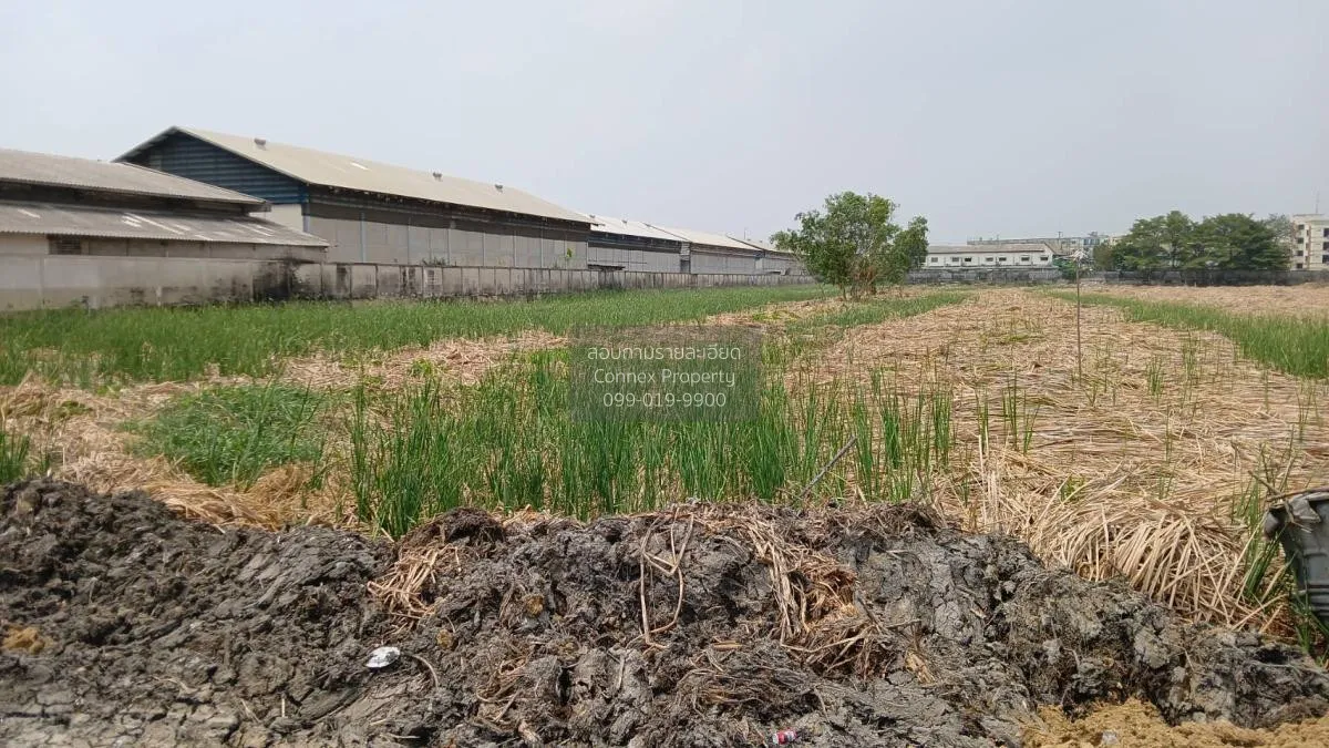 ขายที่ดินเปล่า บางปะอิน อยุธยา คลองจิก บางปะอิน พระนครศรีอยุธยา C 1