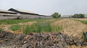 ขายที่ดินเปล่า บางปะอิน อยุธยา คลองจิก บางปะอิน พระนครศรีอยุธยา CX-102653