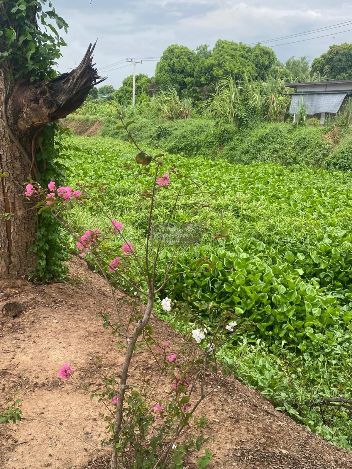 ขายที่ดินเปล่า อ่างทอง ป่างิ้ว โพธิ์ทอง อ่างทอง CX-104041 1