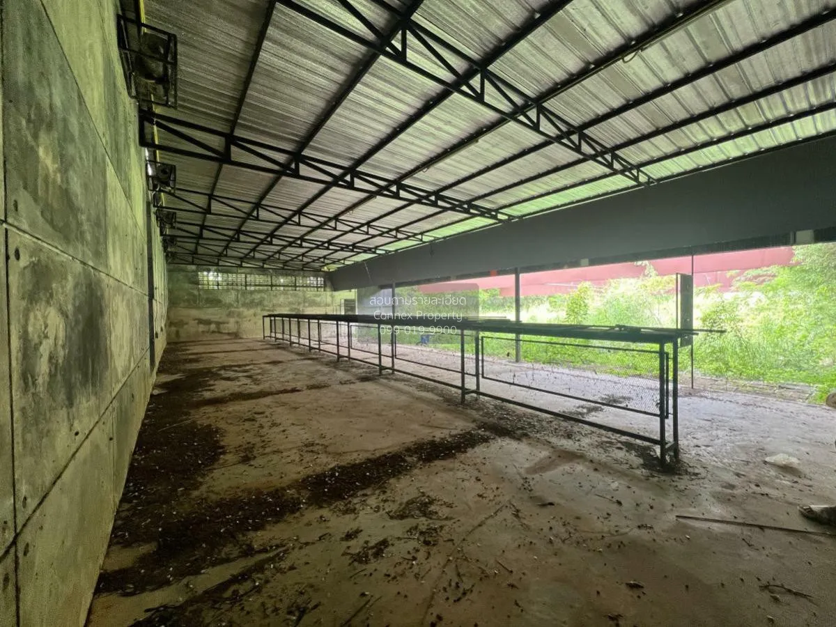 For Sale a building-ready land , Wang Thong , Wang Thong , Phitsa