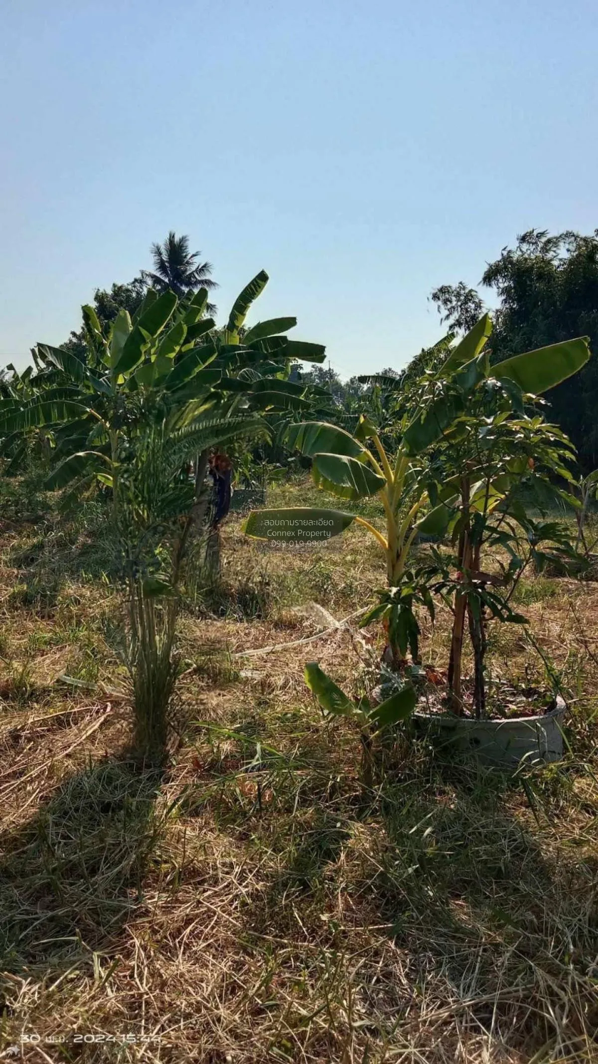 ขายที่ดินบางบอน 436 ตารางวา 3 ซอย แย้มผกา 2 หนองแขม เขต หนองแขม ก 2