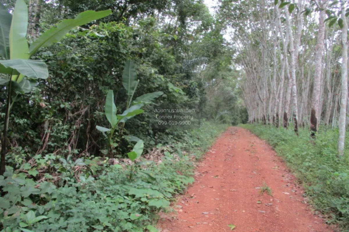 ขายทีดินว่างเปล่า สุราษฎร์ธานี น้ำหัก คีรีรัฐนิคม สุราษฎร์ธานี CX 1