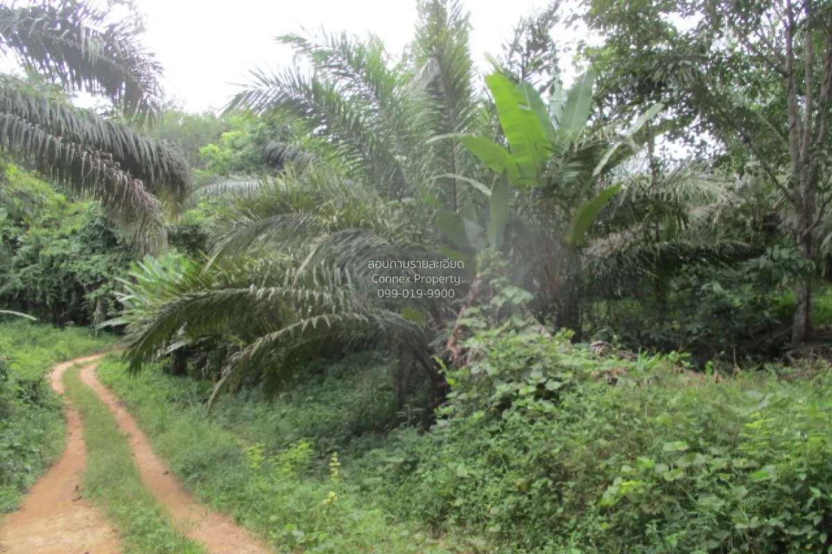 ขายทีดินว่างเปล่า สุราษฎร์ธานี น้ำหัก คีรีรัฐนิคม สุราษฎร์ธานี CX 4
