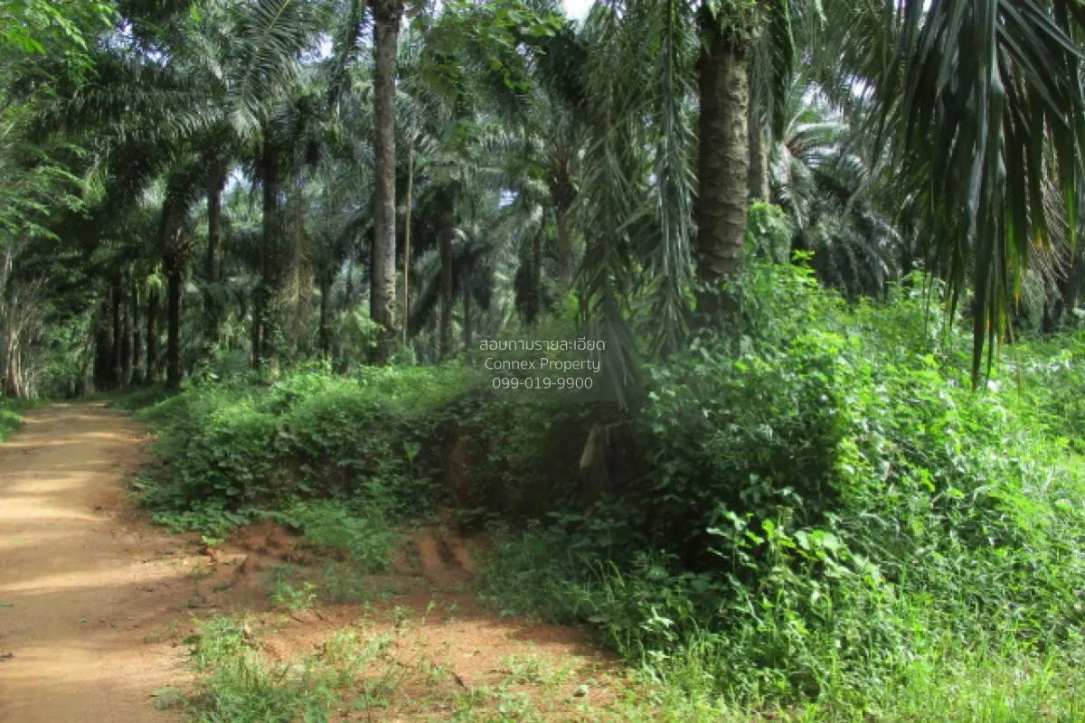 ขายทีดินว่างเปล่า สุราษฎร์ธานี น้ำหัก คีรีรัฐนิคม สุราษฎร์ธานี CX