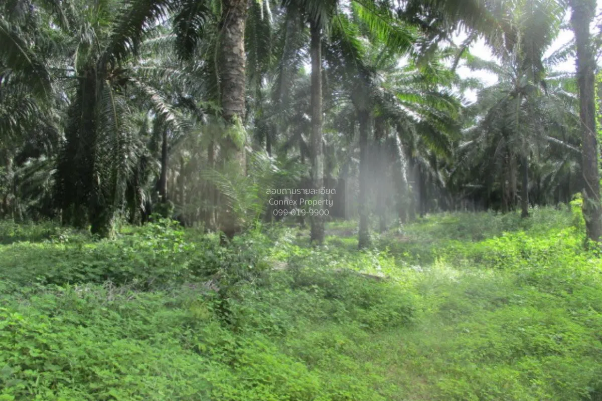 ขายทีดินว่างเปล่า สุราษฎร์ธานี น้ำหัก คีรีรัฐนิคม สุราษฎร์ธานี CX