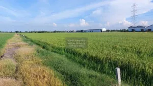 ขายที่ดินแบ่งขาย อ.ไทรน้อย ใกล้ถนนใหญ่ 150 เมตร  ราษฎร์นิยม ไทรน้อย นนทบุรี CX-108768