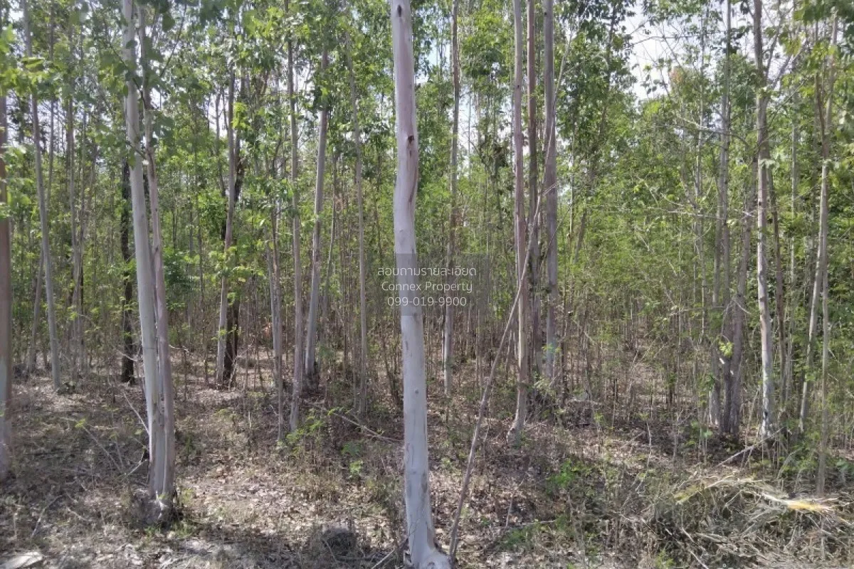 For Sale Empty land (Ban Non, Nong Yai) , Phak Kha , Watthana Nak