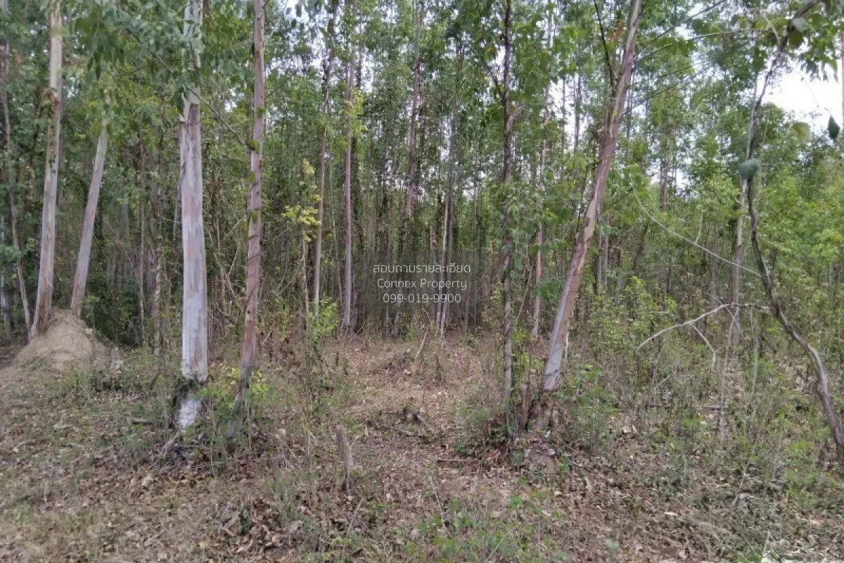 For Sale Empty land (Ban Non, Nong Yai) , Phak Kha , Watthana Nak
