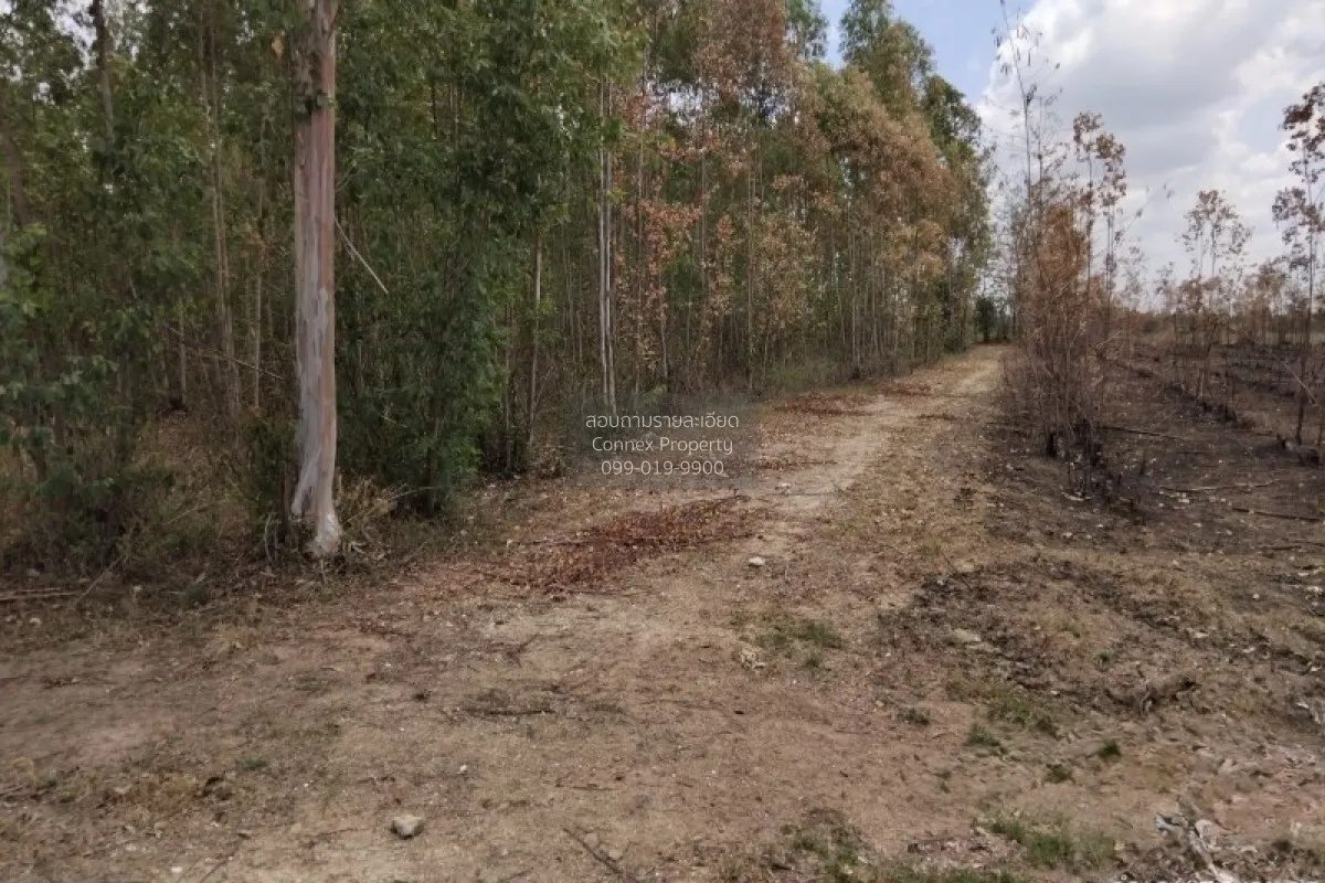 For Sale Empty land (Ban Non, Nong Yai) , Phak Kha , Watthana Nak