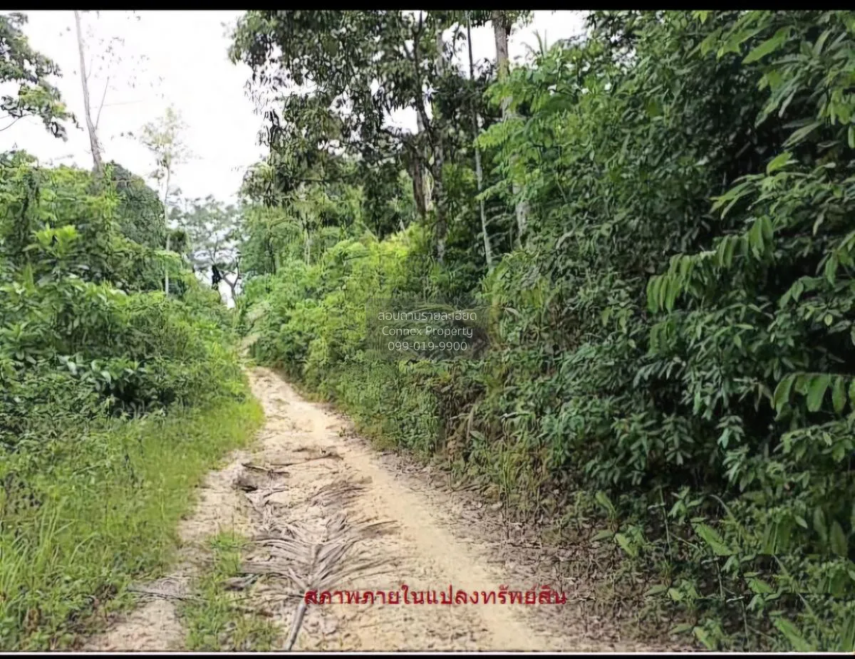 ขายที่ดินว่าง,สมุย,สุราษฎร์ธานี อ่างทอง เกาะสมุย สุราษฎร์ธานี CX- 4