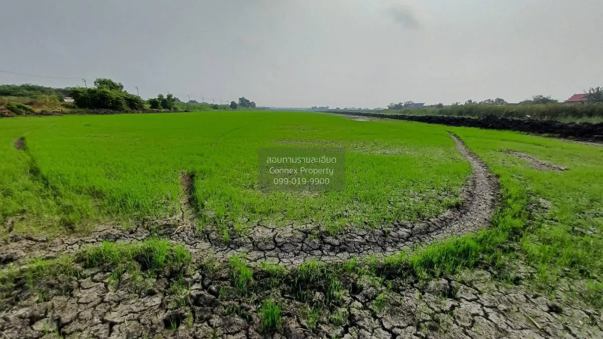 ขายที่ดิน 50 ไร่ 3 งาน 79 ตรว  ติดถนนคุ้มเกล้า ลำปลาทิว เขต ลาดกร 2