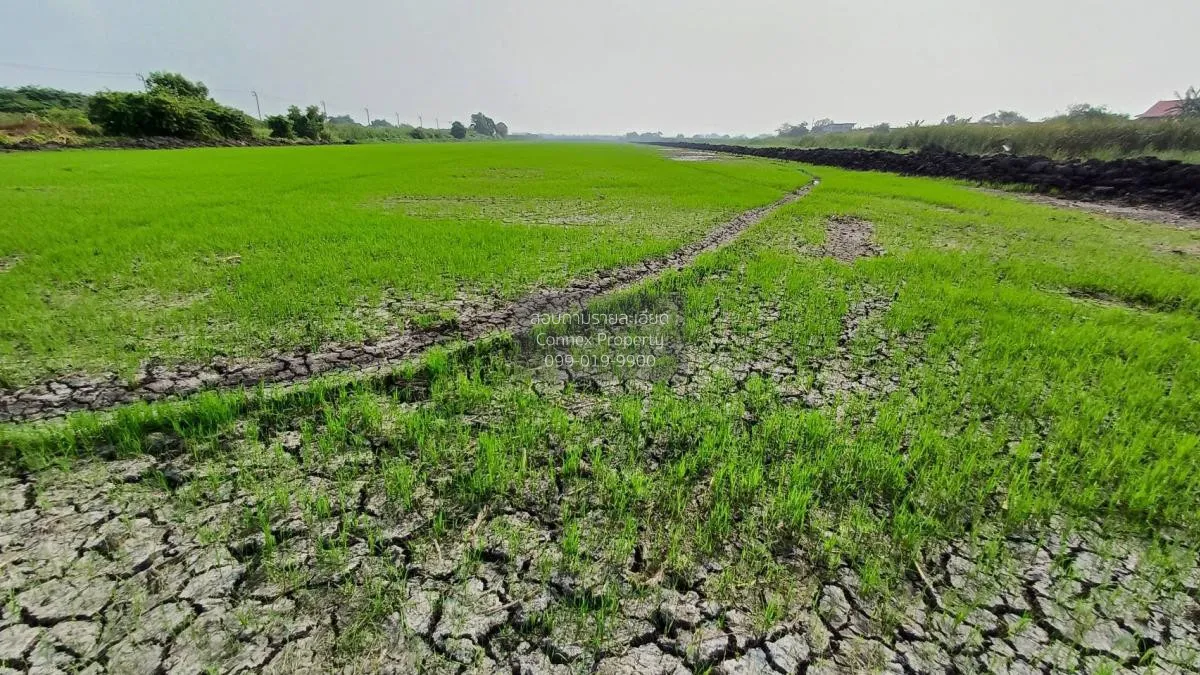 ขายที่ดิน 50 ไร่ 3 งาน 79 ตรว  ติดถนนคุ้มเกล้า ลำปลาทิว เขต ลาดกร 4