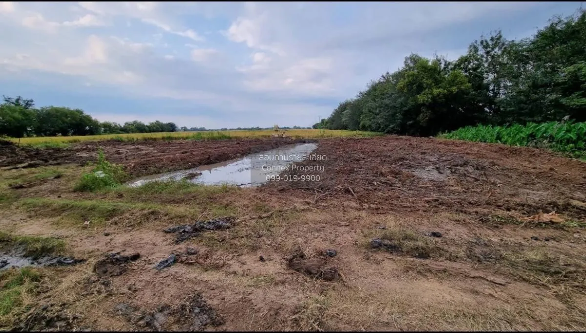 For Sale land  61 rai of Saraburi , Nong Khaem , Nong Khae , Sara 2