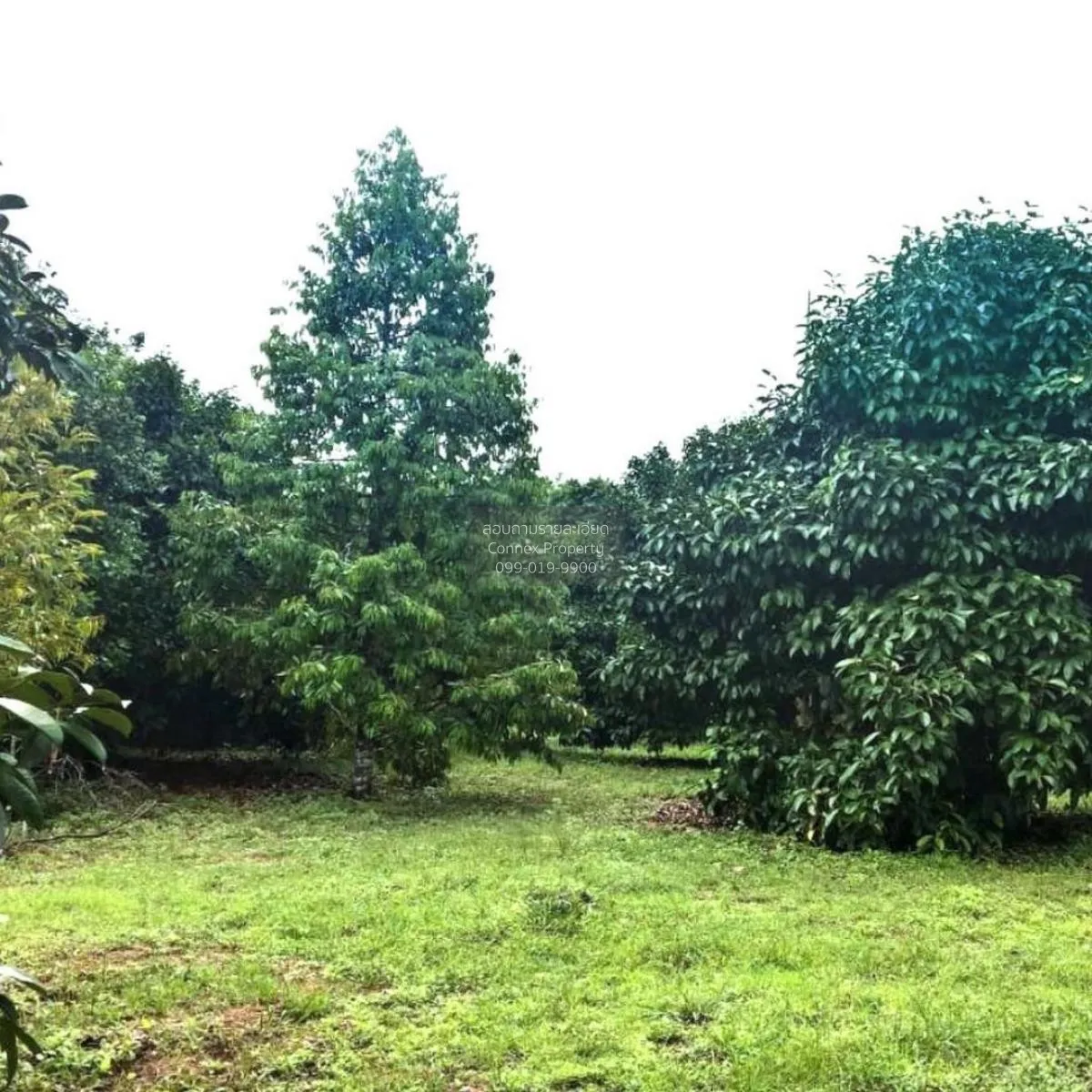 ขายสวนผลไม้เมืองจันท์ เนื้อที่  6 ไร่ 39 ตรว จันทบุรี - สระแก้ว ม 1