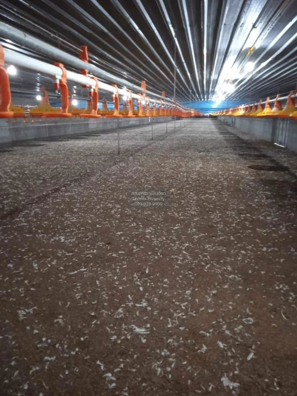 ขายขายฟาร์มไก่พันธ์เนื้อ ปงยางคก ห้างฉัตร ลำปาง CX-114928