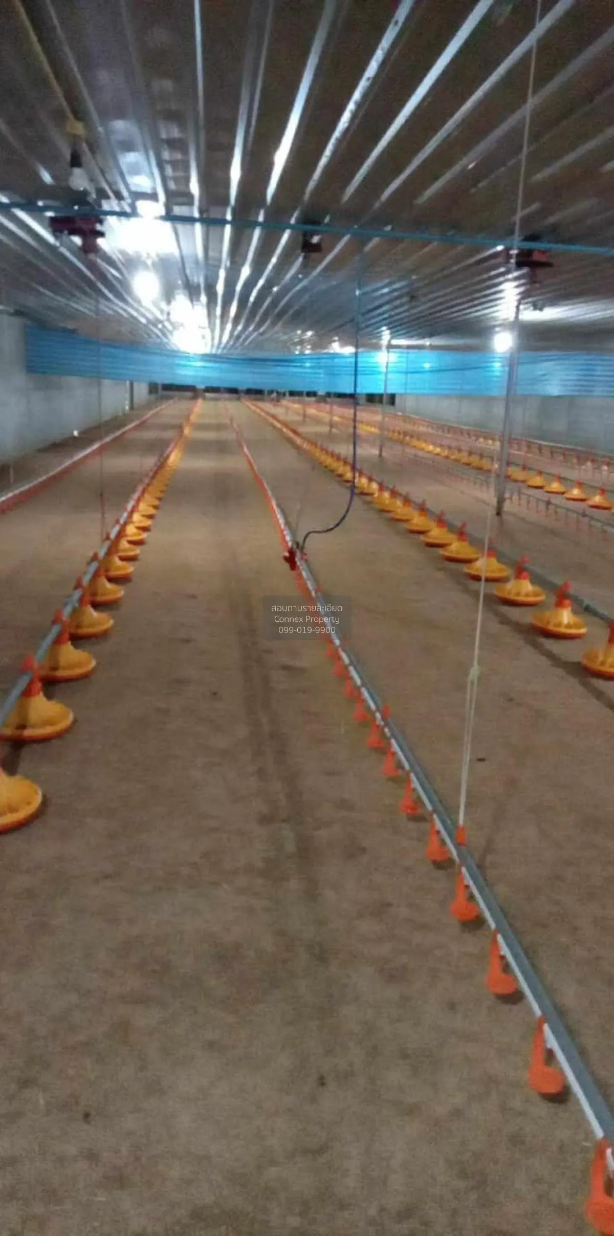 ขายขายฟาร์มไก่พันธ์เนื้อ ปงยางคก ห้างฉัตร ลำปาง CX-114928