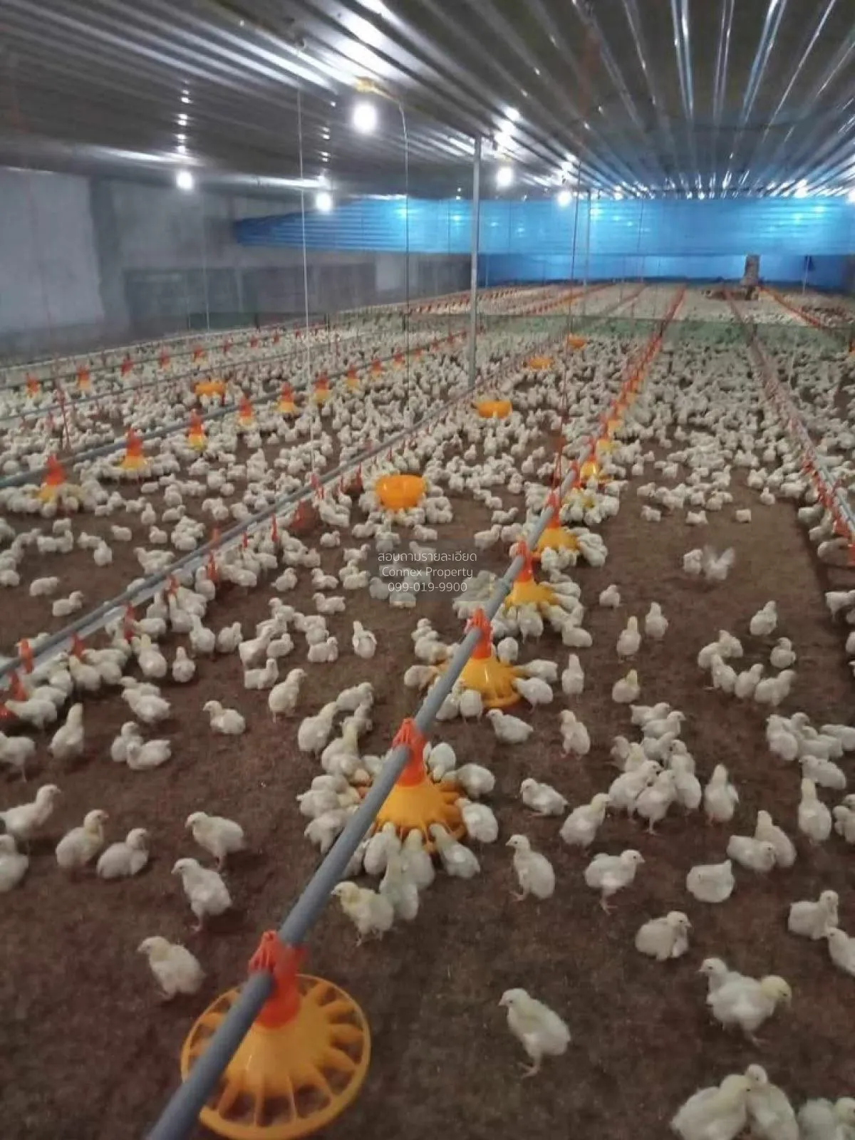 ขายขายฟาร์มไก่พันธ์เนื้อ ปงยางคก ห้างฉัตร ลำปาง CX-114928