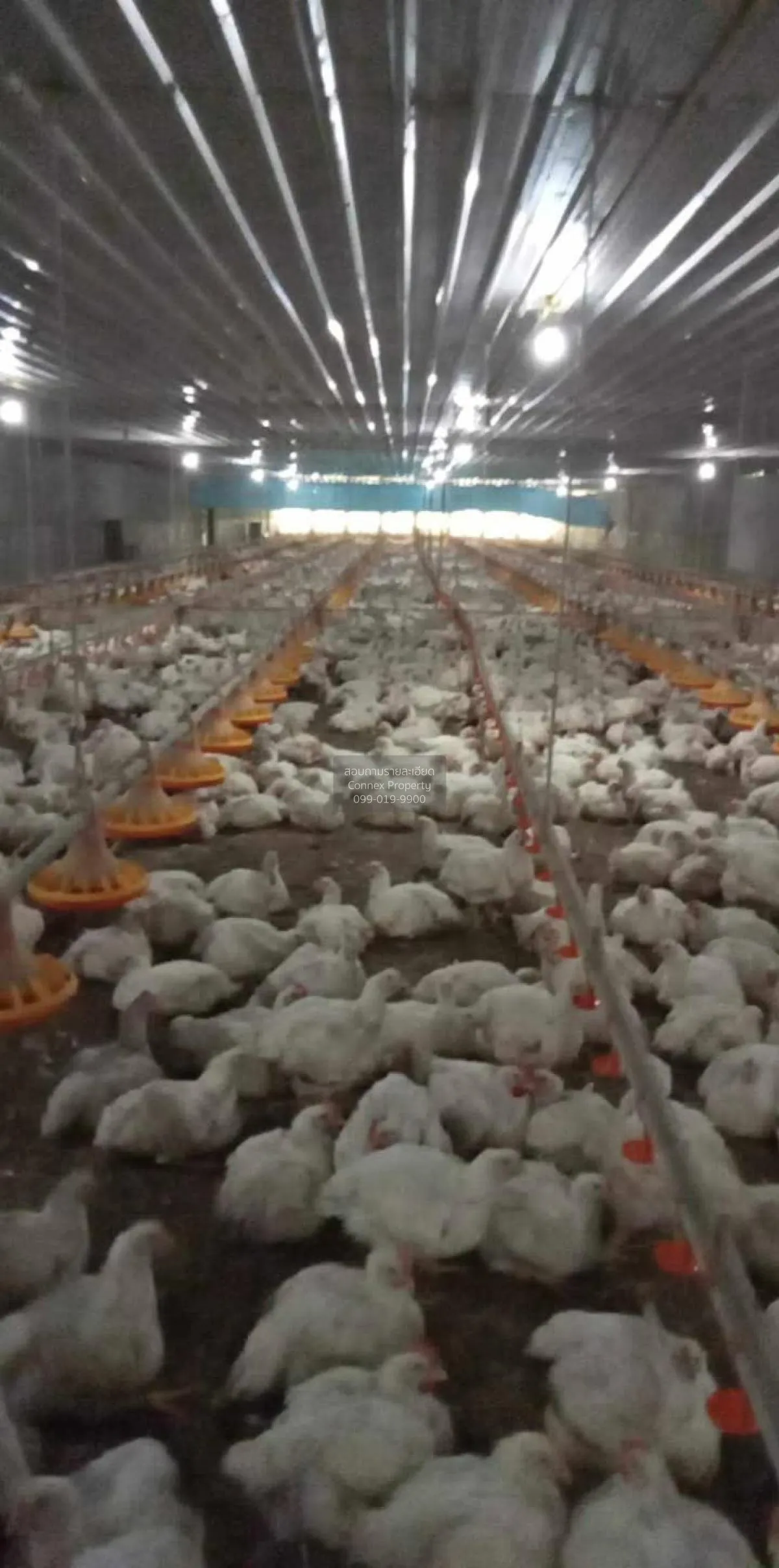 ขายขายฟาร์มไก่พันธ์เนื้อ ปงยางคก ห้างฉัตร ลำปาง CX-114928