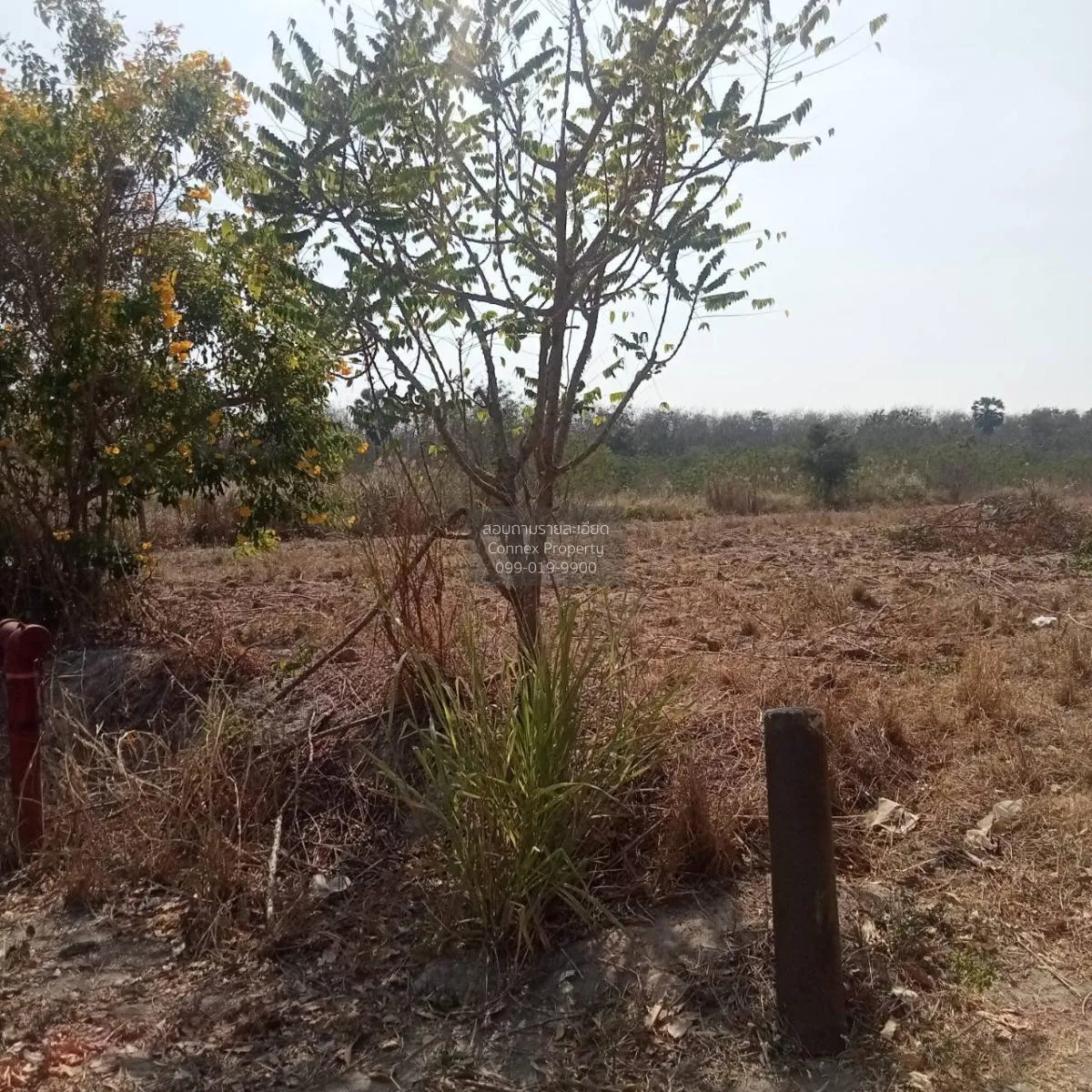 ขายที่ดิน 2ไร่ บ้านบึงชลบุรี หนองอิรุณ บ้านบึง ชลบุรี CX-115259 3