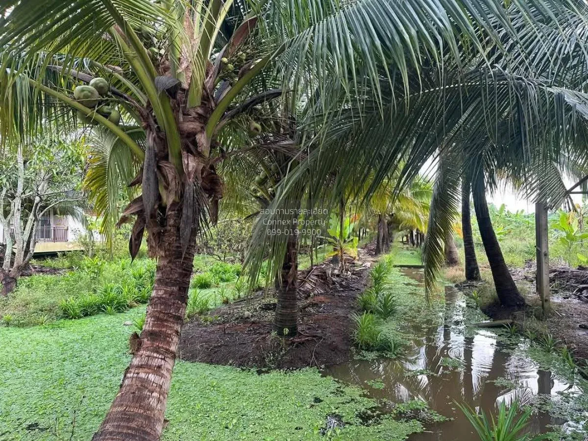 ขายบ้านพร้อมสวนมะพร้าว ราชบุรี คูบัว เมืองราชบุรี ราชบุรี CX-1171 4