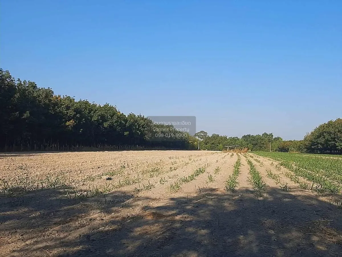 ขายที่ดินเปล่า บ้านนากอก บ้านนา นิคมคำสร้อย มุกดาหาร CX-117207 1