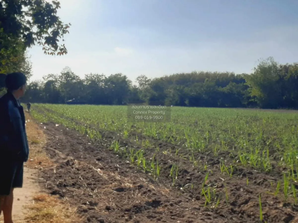 ขายที่ดินเปล่า บ้านนากอก บ้านนา นิคมคำสร้อย มุกดาหาร CX-117207 2