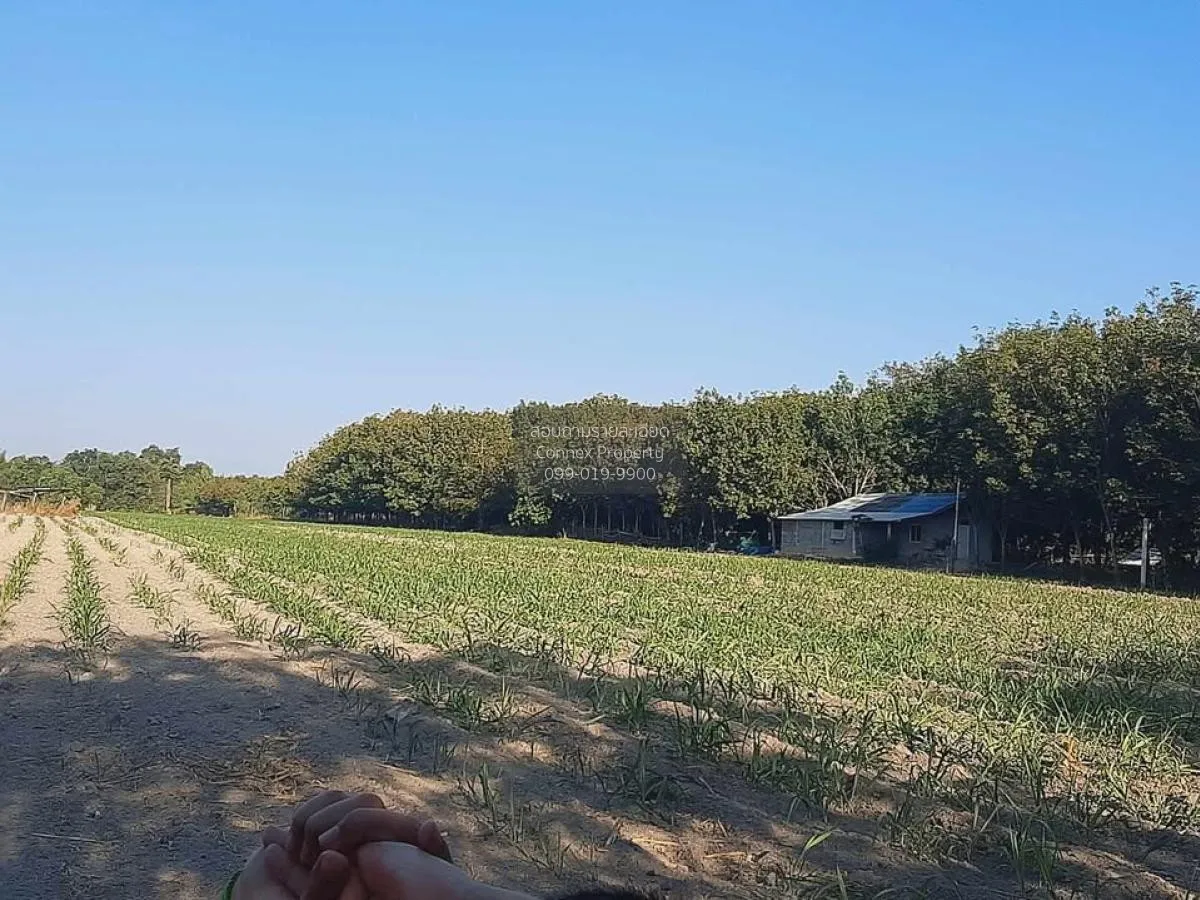 ขายที่ดินเปล่า บ้านนากอก บ้านนา นิคมคำสร้อย มุกดาหาร CX-117207 3
