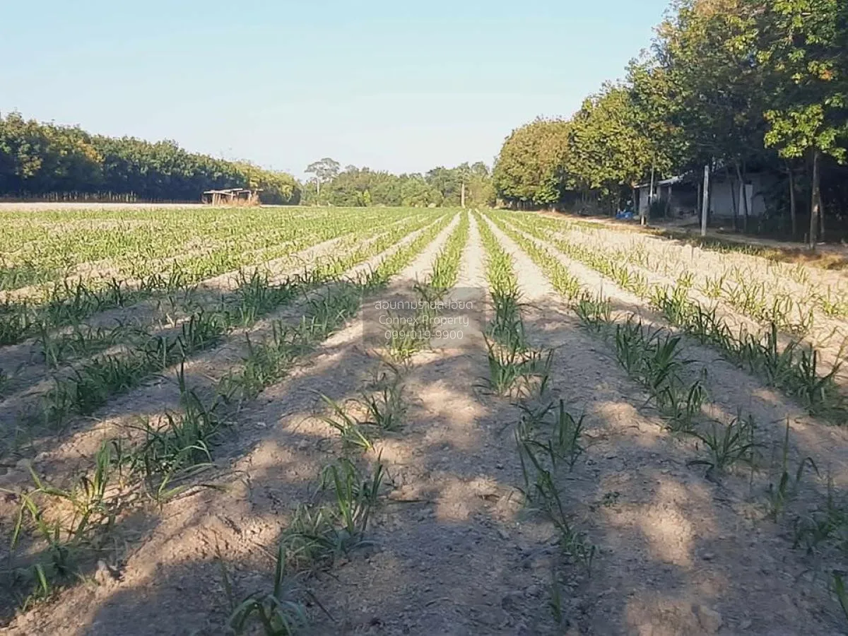 ขายที่ดินเปล่า บ้านนากอก บ้านนา นิคมคำสร้อย มุกดาหาร CX-117207