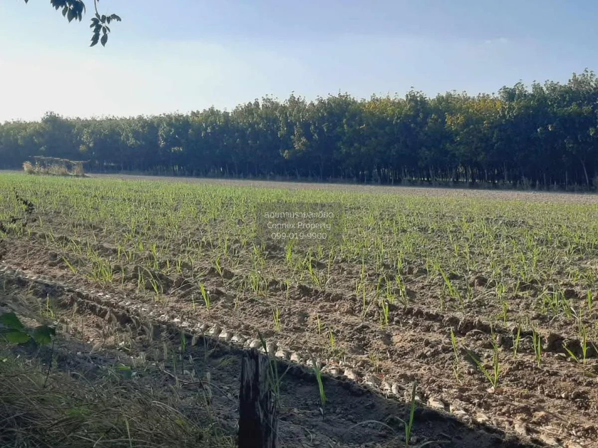 ขายที่ดินเปล่า บ้านนากอก บ้านนา นิคมคำสร้อย มุกดาหาร CX-117207