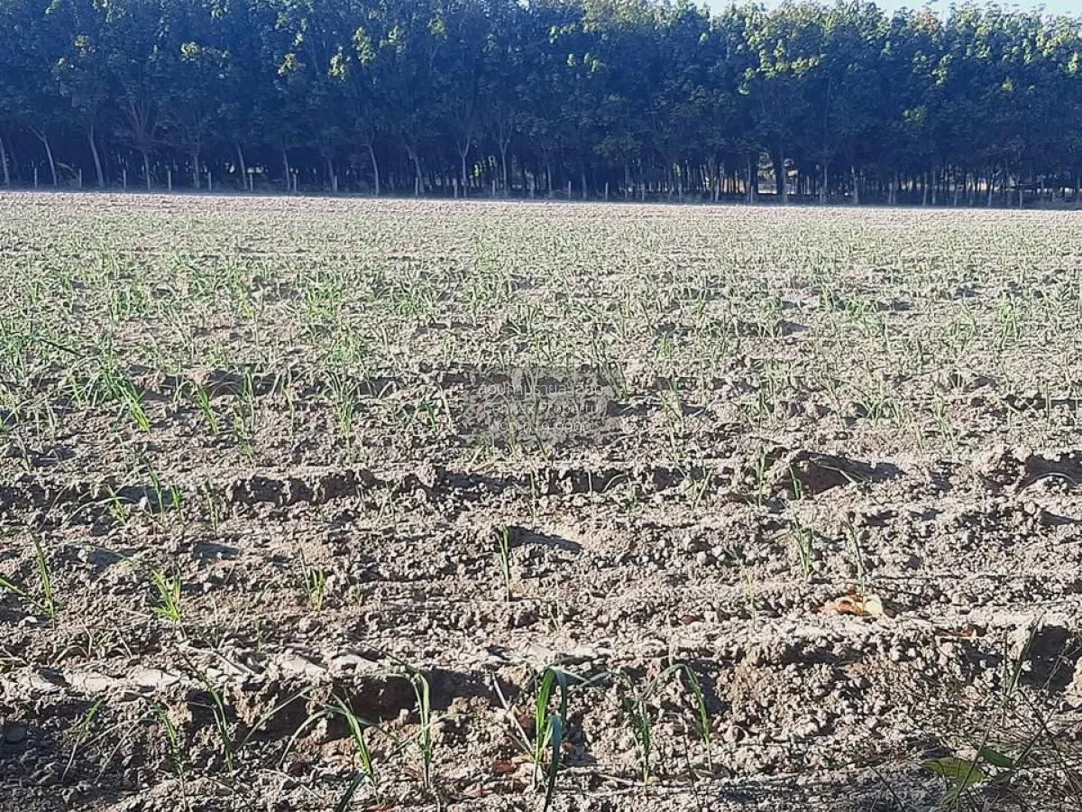 ขายที่ดินเปล่า บ้านนากอก บ้านนา นิคมคำสร้อย มุกดาหาร CX-117207