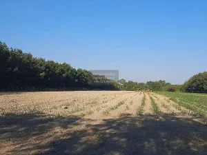 ขายที่ดินเปล่า บ้านนากอก บ้านนา นิคมคำสร้อย มุกดาหาร CX-117207