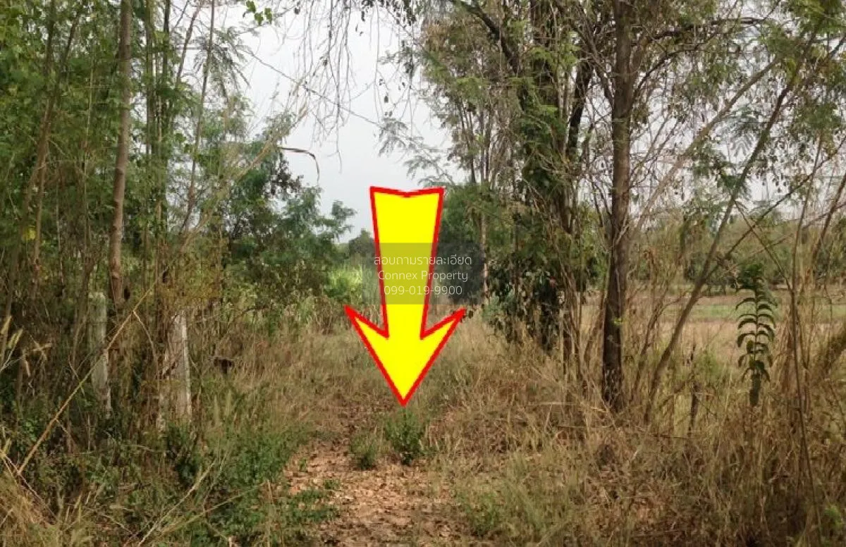 For Sale Vacant land, Khon Kaen, 1409 sq m, Nong Bua, Ban Fang, K 1