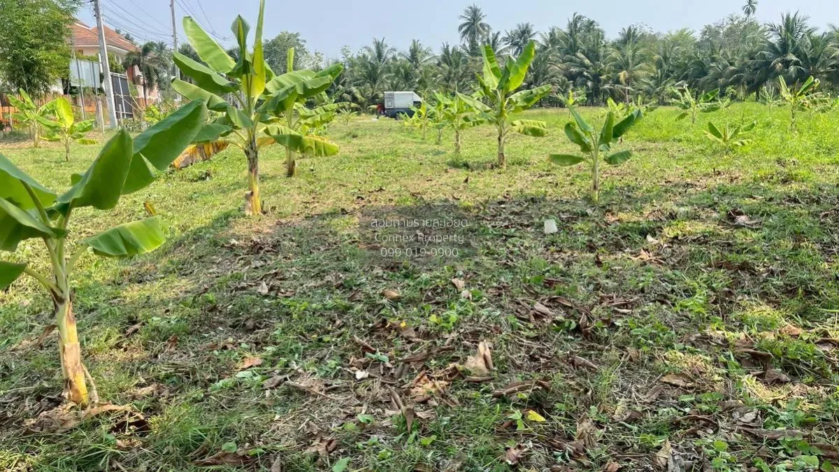 เช่าที่ดินเปล่า เนื้อที่6ไร่3งาน  สวนหลวง อัมพวา สมุทรสงคราม สวนห