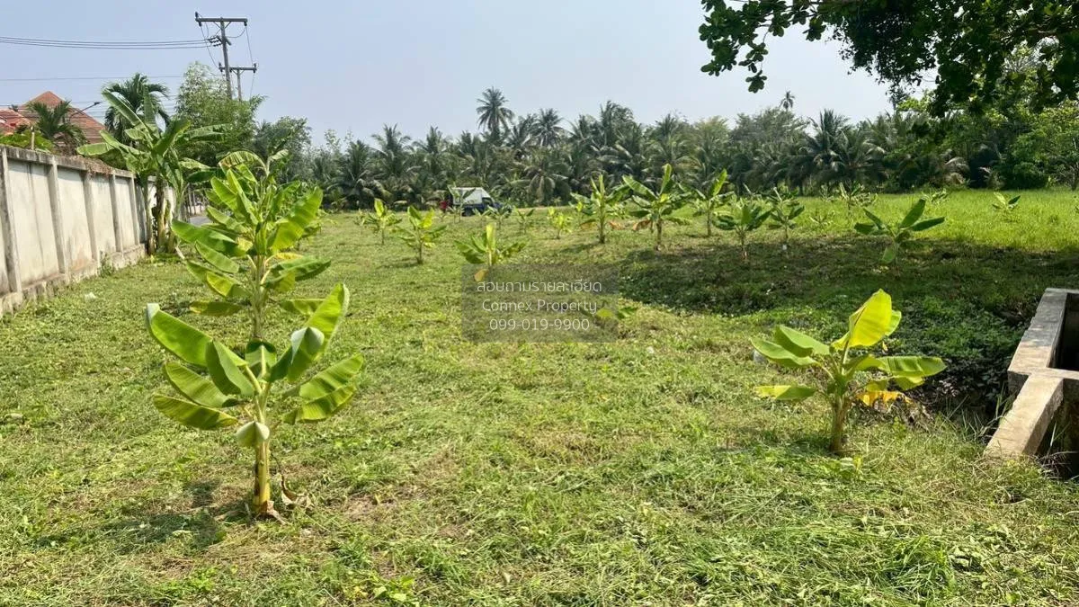 เช่าที่ดินเปล่า เนื้อที่6ไร่3งาน  สวนหลวง อัมพวา สมุทรสงคราม สวนห