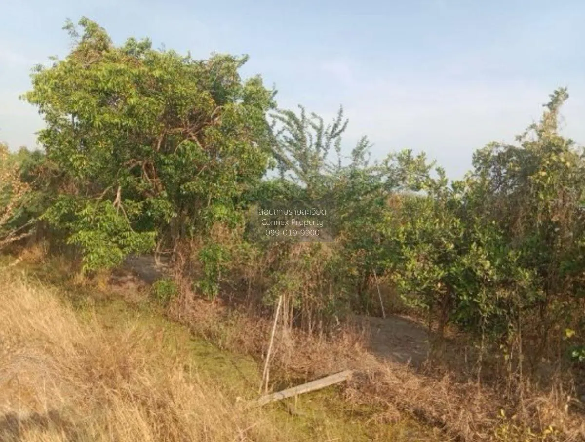 ขายที่ดินเปล่า อ.สามโก้ จ.อ่างทอง 5 ไร่ 1 งาน สามโก้ สามโก้ อ่างท 3