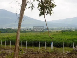 ขายที่ดินเปล่า 3 ไร่ 3 งาน 35 ตรว เขาใหญ่ วังไทร ปากช่อง นครราชสีมา CX-126164