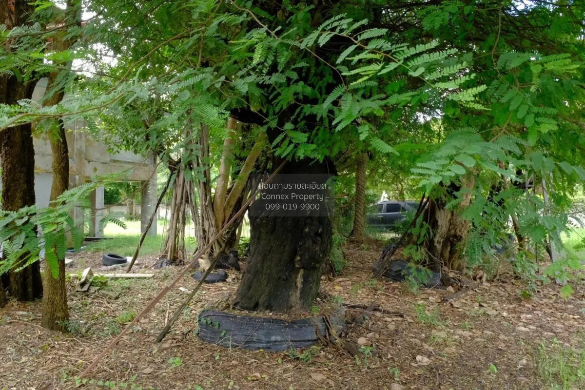 For Sale land area 5-1-44 Bang Pla Ma Suphan Buri , Khok Khram ,  2