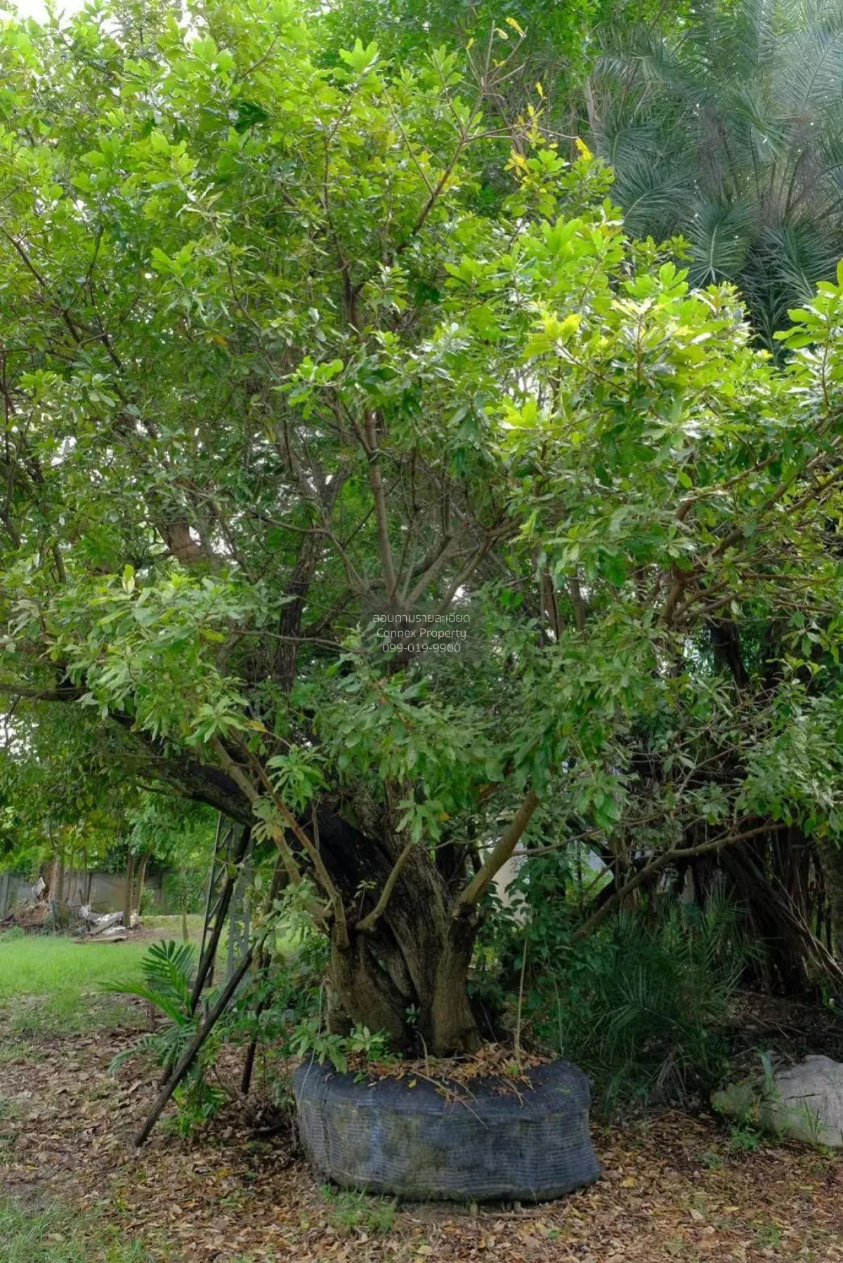 For Sale land area 5-1-44 Bang Pla Ma Suphan Buri , Khok Khram ,  4