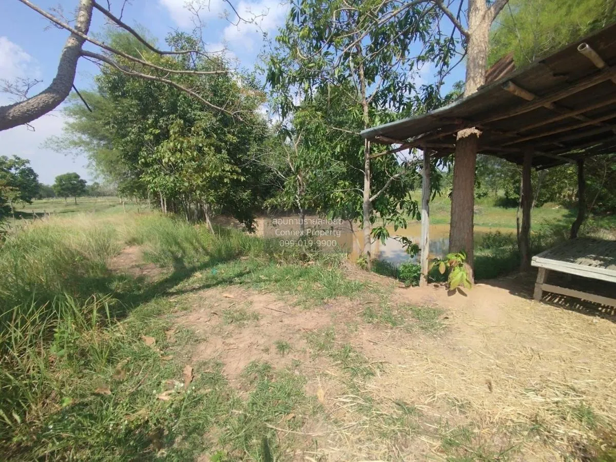 ขายที่นาเมืองพล​ ห่างถนนใหญ่​เพียงนิดเดียว​ เก่างิ้ว พล ขอนแก่น C 1