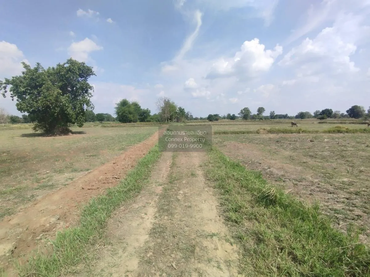 ขายที่นาเมืองพล​ ห่างถนนใหญ่​เพียงนิดเดียว​ เก่างิ้ว พล ขอนแก่น C