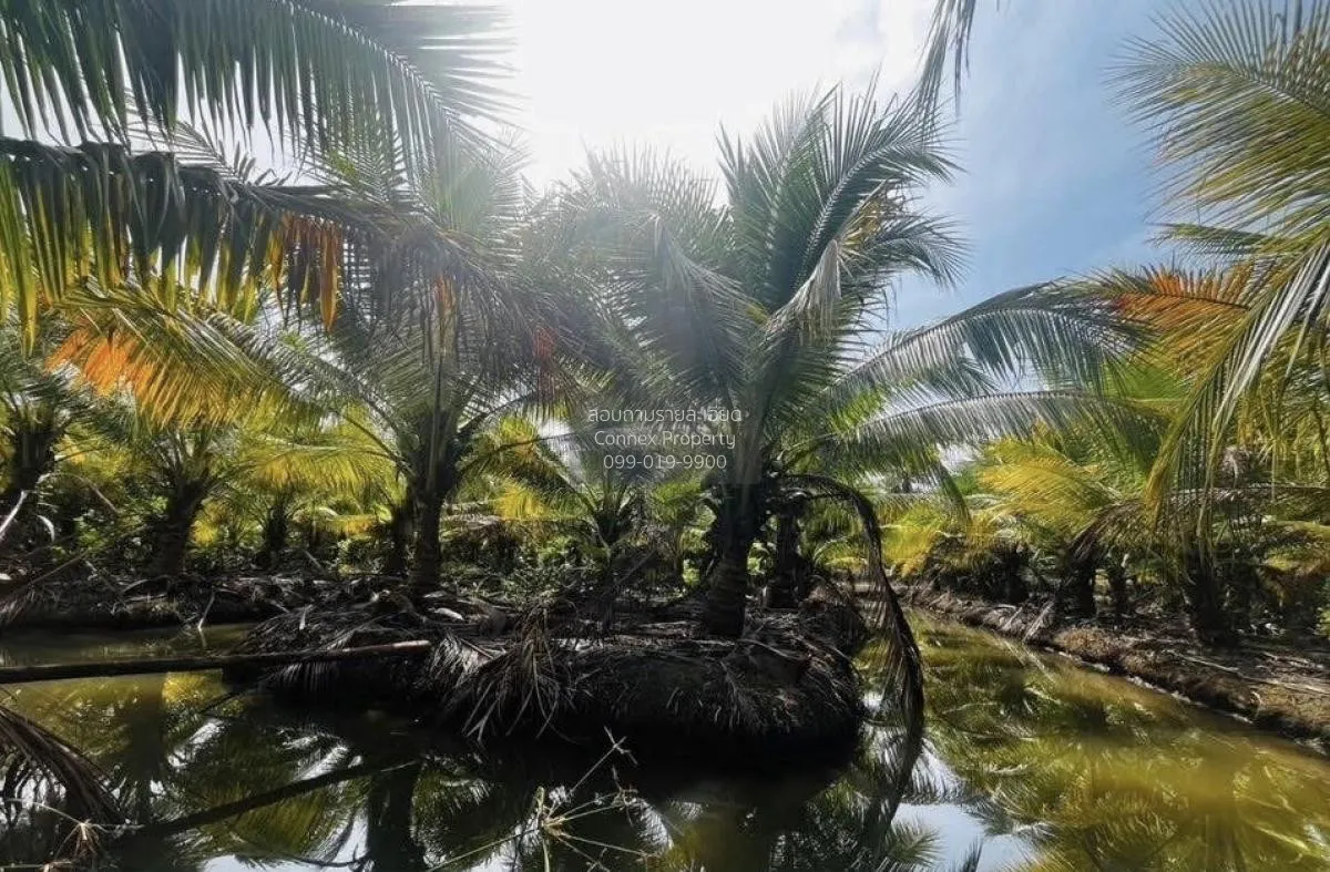 ขายที่ดินมะพร้าวน้ำหอม หนองบัว บ้านแพ้ว สมุทรสาคร CX-130456 2