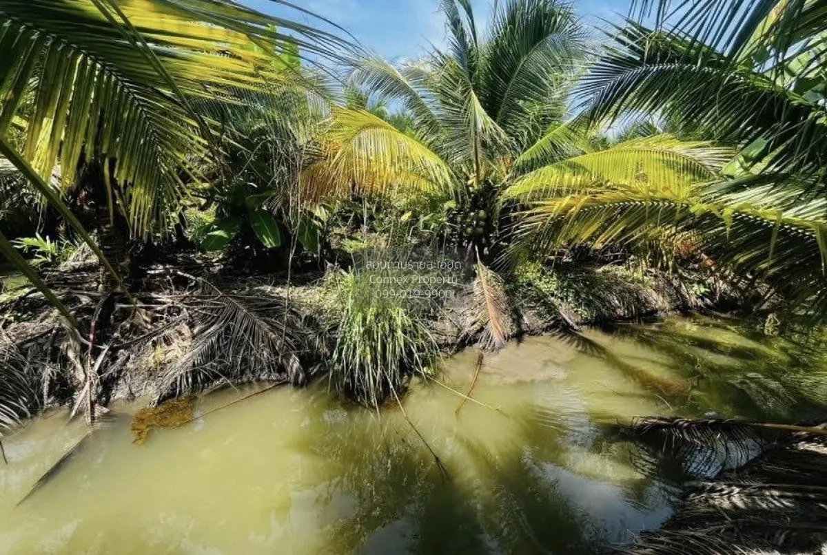 ขายที่ดินมะพร้าวน้ำหอม หนองบัว บ้านแพ้ว สมุทรสาคร CX-130456 3