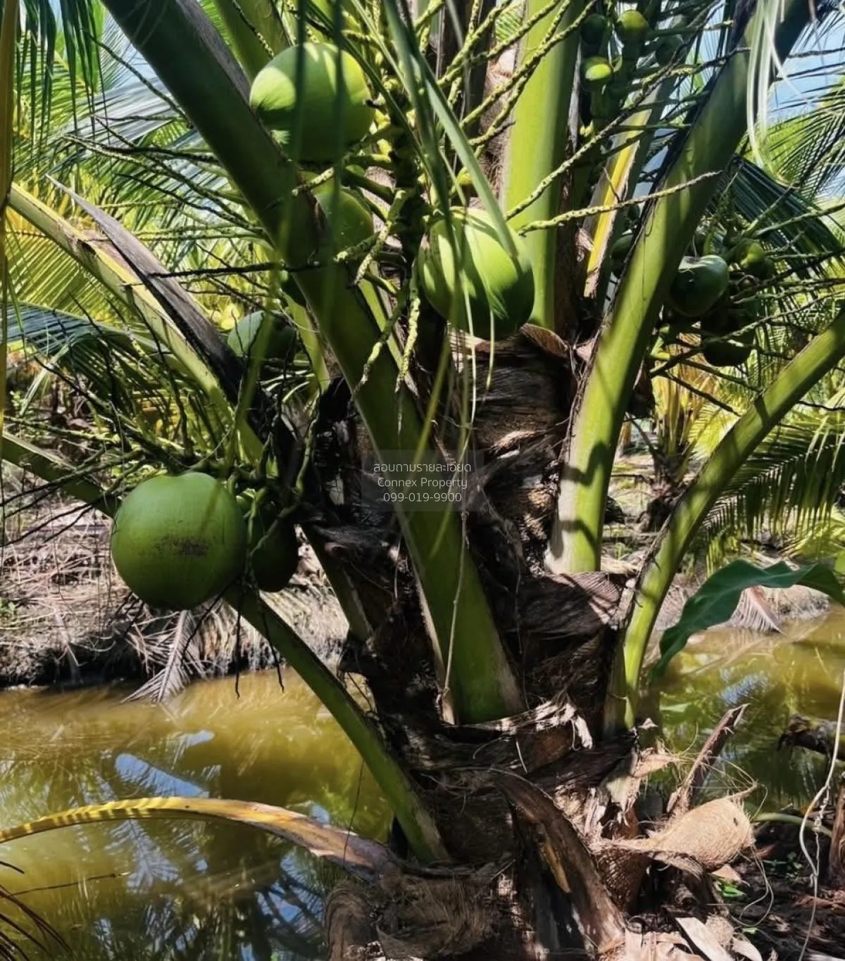 ขายที่ดินมะพร้าวน้ำหอม หนองบัว บ้านแพ้ว สมุทรสาคร CX-130456 4