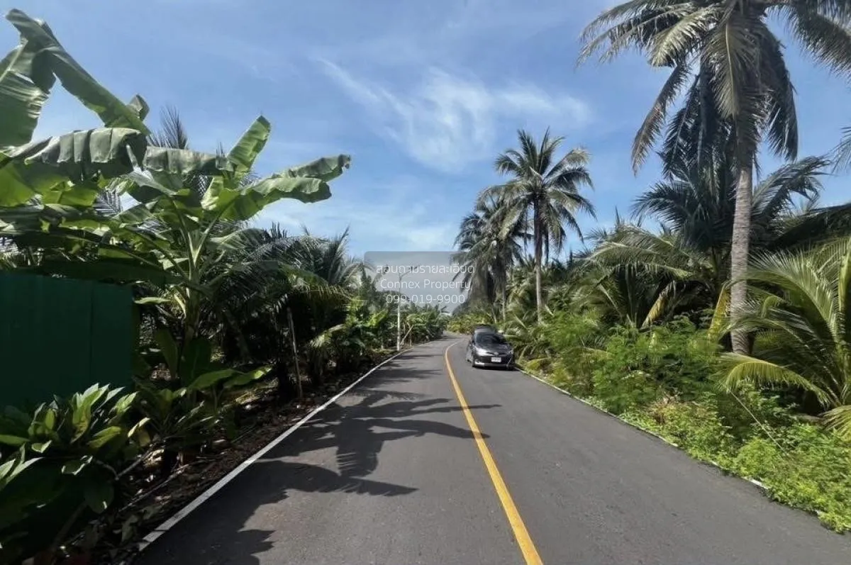 ขายที่ดินมะพร้าวน้ำหอม หนองบัว บ้านแพ้ว สมุทรสาคร CX-130456