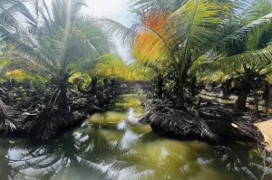 For Sale Perfumed coconut land , Nong Bua , Ban Phaeo , Samut Sakhon , CX-130456