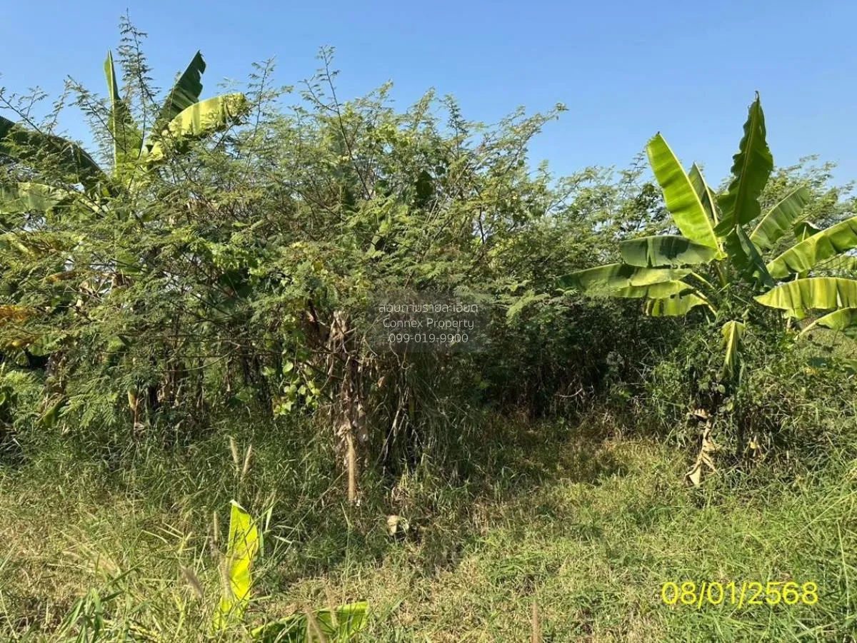 ขายที่ดินเปล่า พื้นที่ 4-2-47 ตารางวา ท่าอิฐ ปากเกร็ด นนทบุรี ท่า 3