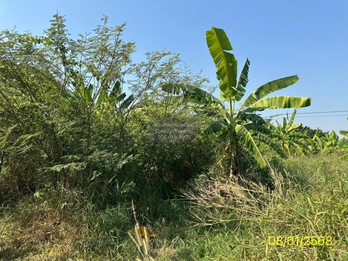 ขายที่ดินเปล่า พื้นที่ 4-2-47 ตารางวา ท่าอิฐ ปากเกร็ด นนทบุรี ท่า 4