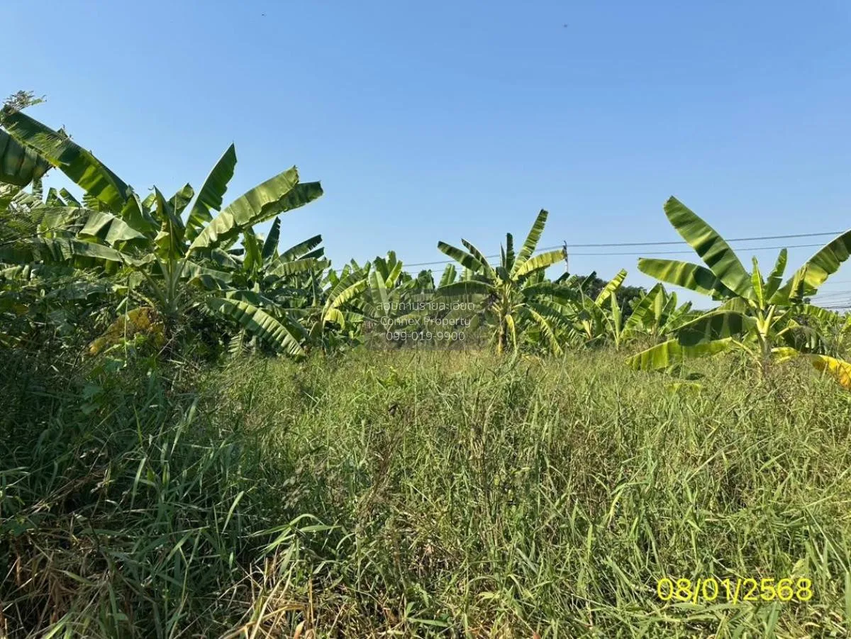 ขายที่ดินเปล่า พื้นที่ 4-2-47 ตารางวา ท่าอิฐ ปากเกร็ด นนทบุรี ท่า