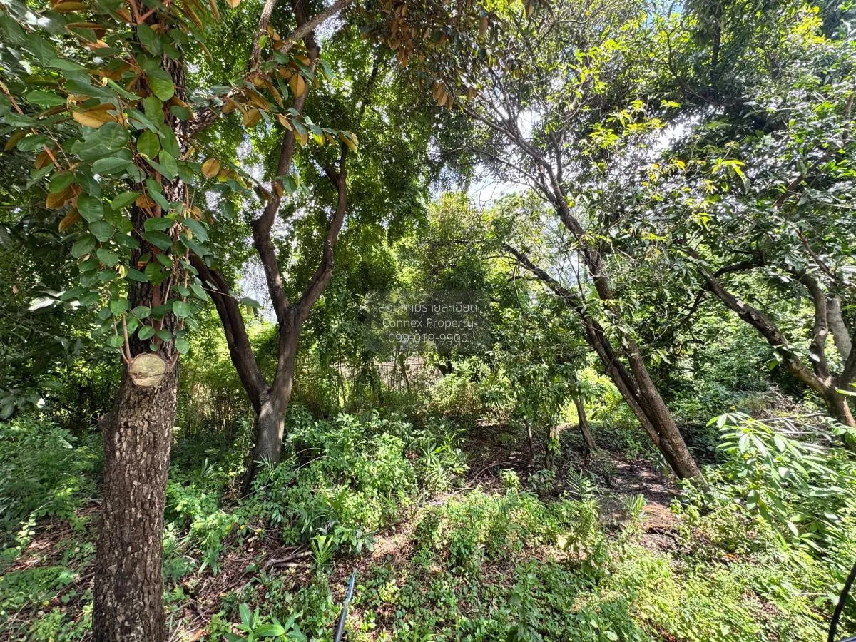 ขายที่ดินทำเลศักยภาพ โซนทาวน์อินทาวน์ พลับพลา เขต วังทองหลาง กรุง 4